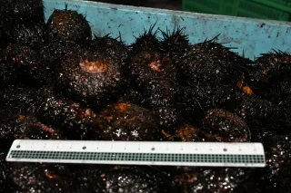 養殖ウニも3割死滅　せたな・養殖サーモン全滅の漁港　イワシ大群で酸欠か