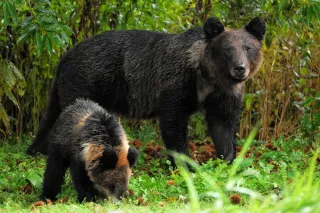 上ノ国でクマ1頭駆除　1月の捕獲は16年以降初　推定8歳の雌
